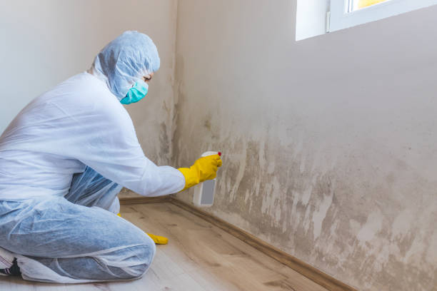 Licensed Basement Mold Remediation service in Coalport, PA - Mold Remediation HQ